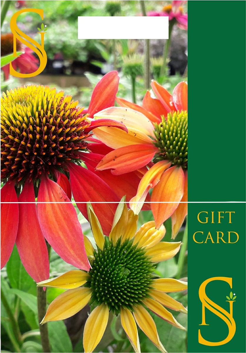 Staverton Gift Card £100 Staverton Nursery